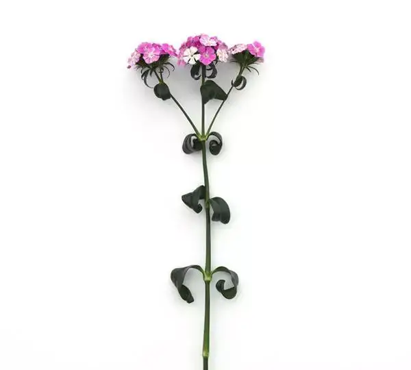 Гвоздика Амазон Лавандовая Мэджик - Dianthus Amazon Lavender Magic - Фото №3