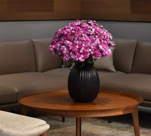 Гвоздика Амазон Лавандовая Мэджик - Dianthus Amazon Lavender Magic - Фото №4
