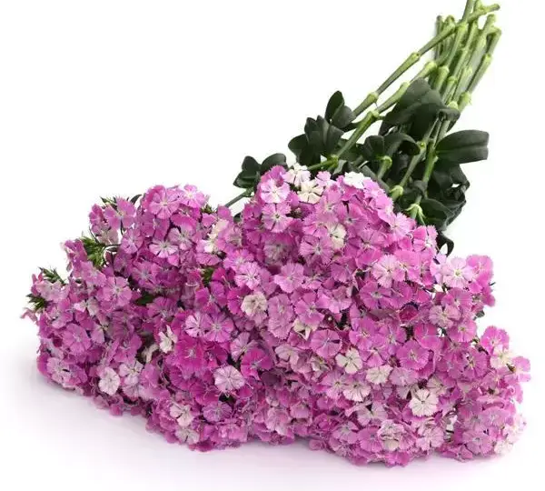 Гвоздика Амазон Лавандовая Мэджик - Dianthus Amazon Lavender Magic - Фото №5