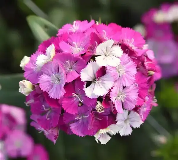 Гвоздика Амазон Лавандовая Мэджик - Dianthus Amazon Lavender Magic - Фото №1