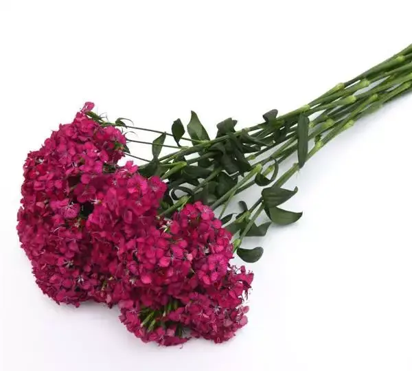 Гвоздика Амазон Неоновая Вишнёвая - Dianthus Amazon Neon Cherry - Фото №2