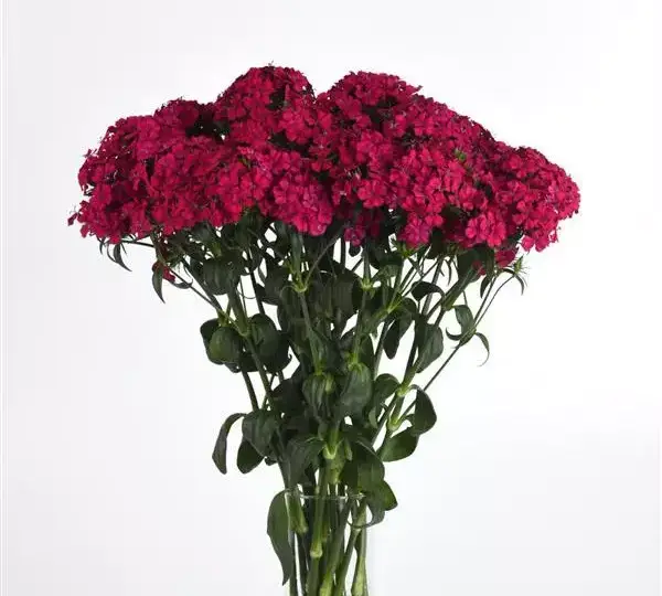 Гвоздика Амазон Неоновая Вишнёвая - Dianthus Amazon Neon Cherry - Фото №3