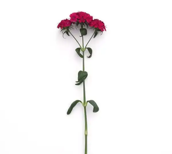 Гвоздика Амазон Неоновая Вишнёвая - Dianthus Amazon Neon Cherry - Фото №4