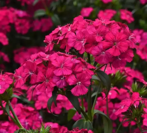 Гвоздика Амазон Неоновая Вишнёвая - Dianthus Amazon Neon Cherry - Фото №1