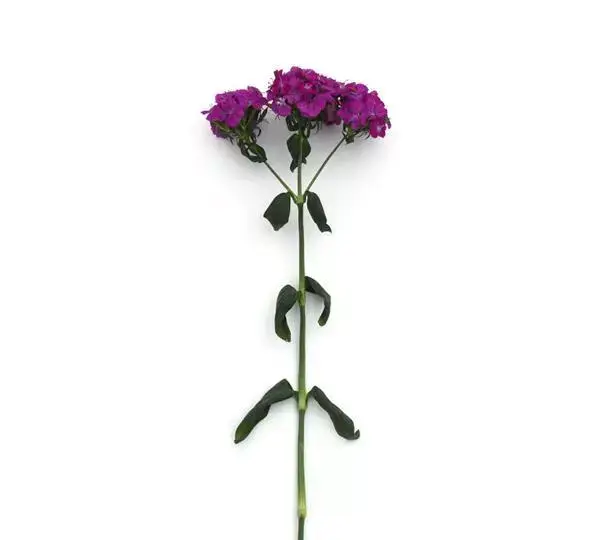 Гвоздика Амазон Неоново-фиолетовая - Dianthus Amazon Neon Purple - Фото №2