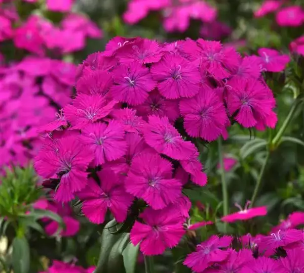 Гвоздика Амазон Неоново-фиолетовая - Dianthus Amazon Neon Purple - Фото №1