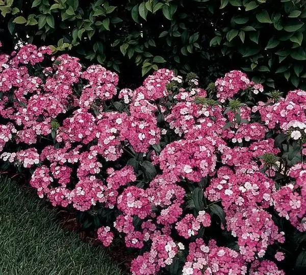 Гвоздика Амазон Розовая Мэджик - Dianthus Amazon Rose Magic - Фото №2