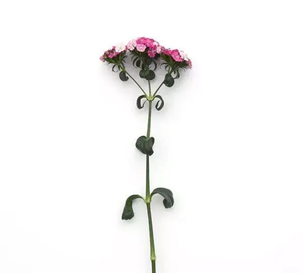 Гвоздика Амазон Розовая Мэджик - Dianthus Amazon Rose Magic - Фото №3
