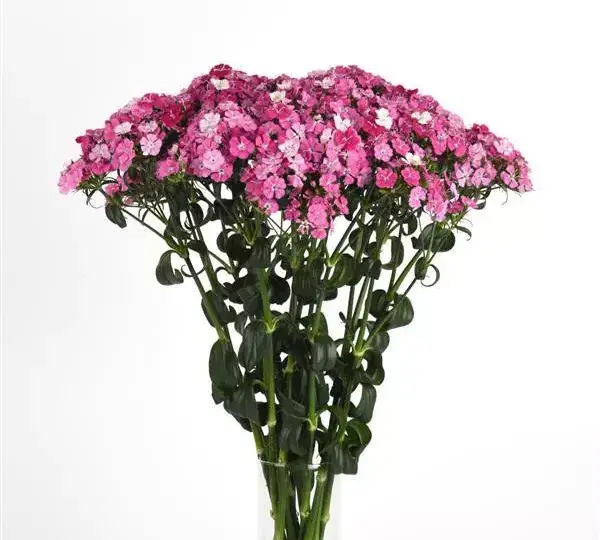 Гвоздика Амазон Розовая Мэджик - Dianthus Amazon Rose Magic - Фото №4