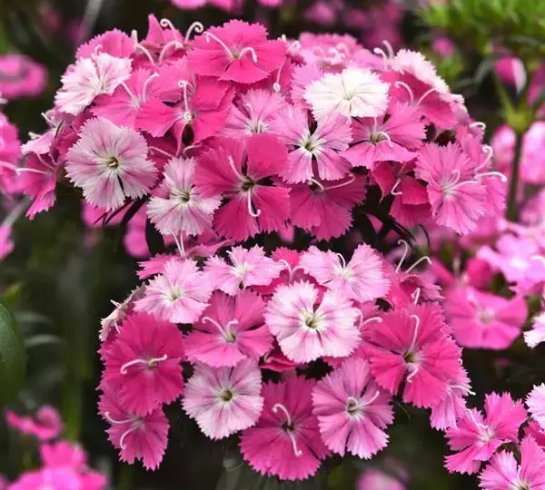 Гвоздика Амазон Розовая Мэджик - Dianthus Amazon Rose Magic - Фото №1