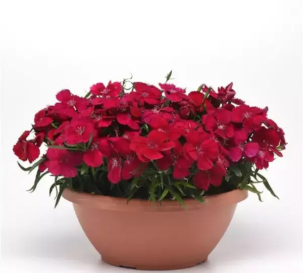 Гвоздика Коронет Вишнёво-красная - Dianthus Coronet Cherry Red, Dianthus chinensis - Фото №2