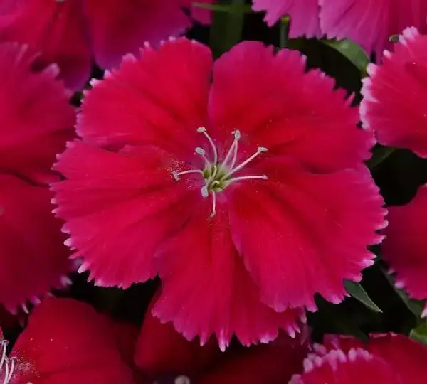 Гвоздика Коронет Вишнёво-красная - Dianthus Coronet Cherry Red, Dianthus chinensis - Фото №1