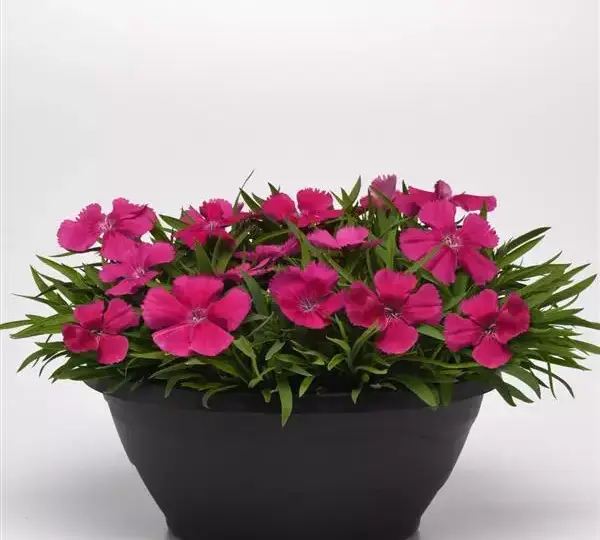 Гвоздика Коронет Розовая - Dianthus Coronet Rose, Dianthus chinensis - Фото №2