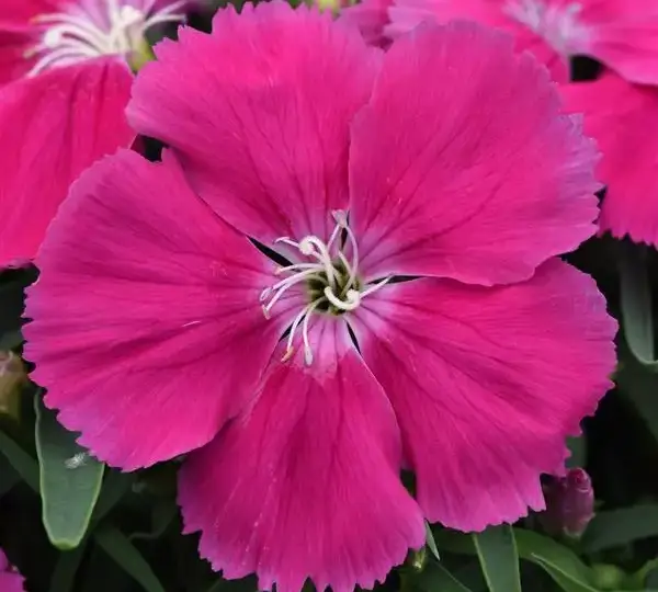Гвоздика Коронет Розовая - Dianthus Coronet Rose, Dianthus chinensis - Фото №1