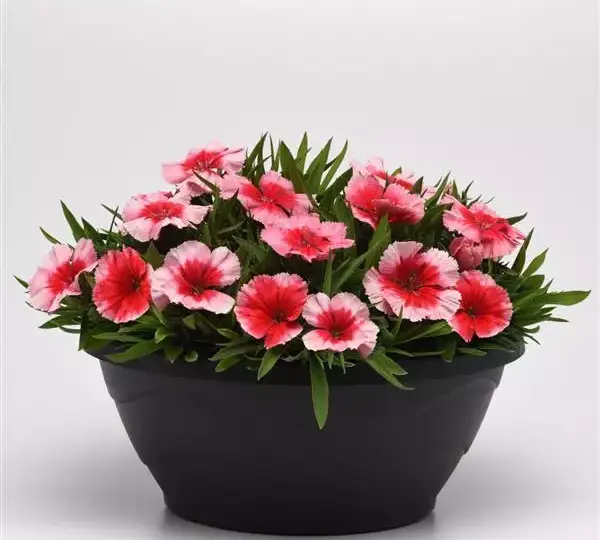 Гвоздика Коронет Клубничная - Dianthus Coronet Strawberry, Dianthus chinensis - Фото №2