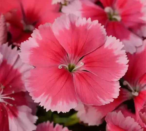 Гвоздика Коронет Клубничная - Dianthus Coronet Strawberry, Dianthus chinensis - Фото №1
