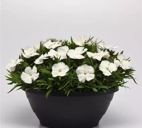 Гвоздика Коронет Белая - Dianthus Coronet White, Dianthus chinensis - Фото №2