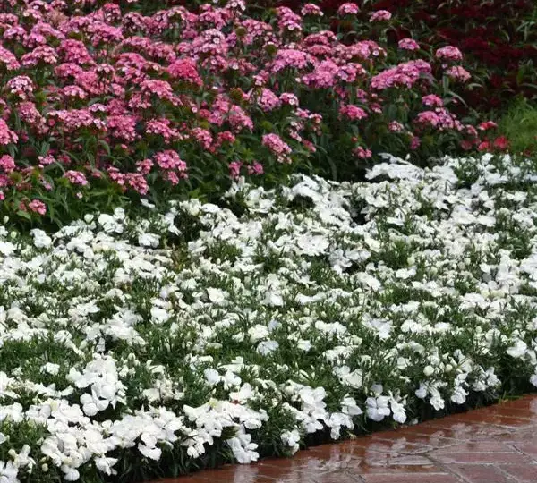 Гвоздика Коронет Белая - Dianthus Coronet White, Dianthus chinensis - Фото №3
