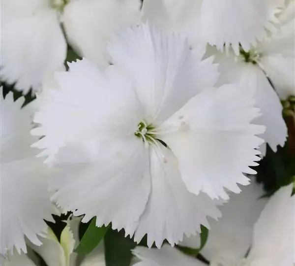 Гвоздика Коронет Белая - Dianthus Coronet White, Dianthus chinensis - Фото №1