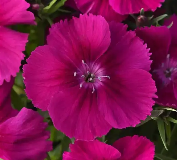 Гвоздика Коронет Фиолетовая - Dianthus Coronet™ Purple, Dianthus chinensis - Фото №1