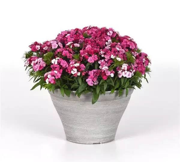 Гвоздика Дарт Розовый Маг  - Dianthus Dart Pink Magician, Dianthus barbatus - Фото №2
