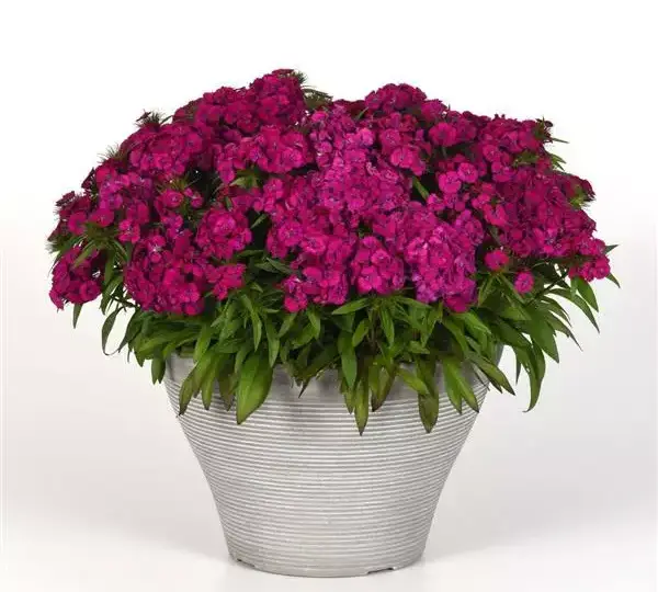 Гвоздика Дарт Фиолетовая - Dianthus Dart Purple, Dianthus barbatus - Фото №2