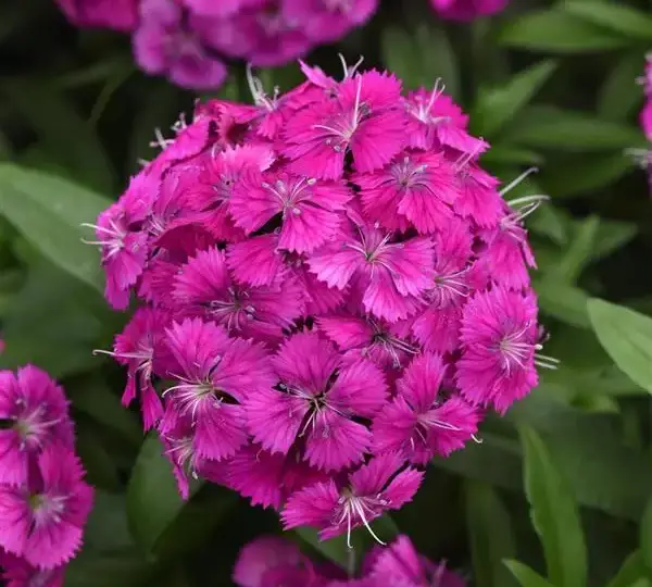 Гвоздика Дарт Фиолетовая - Dianthus Dart Purple, Dianthus barbatus - Фото №1