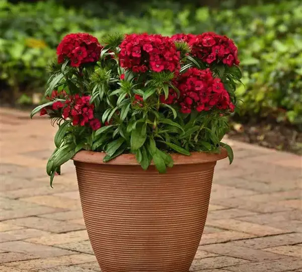 Гвоздика Дарт Малиновая - Dianthus Dart Raspberry, Dianthus barbatus - Фото №2
