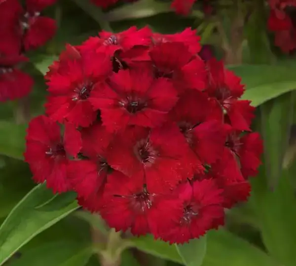 Гвоздика Дарт Малиновая - Dianthus Dart Raspberry, Dianthus barbatus - Фото №1