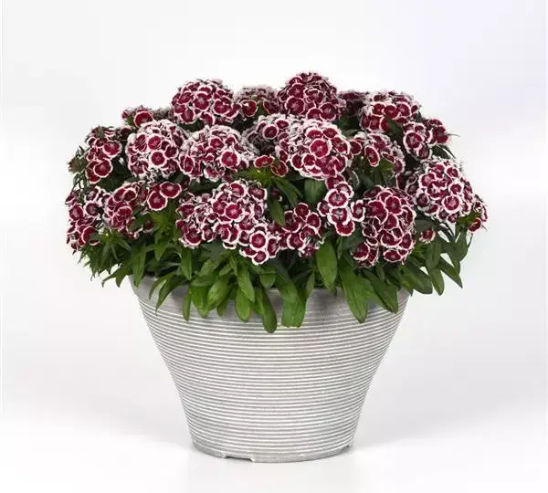 Гвоздика Дарт Красно-белая Пикоти - Dianthus Dart Red White Picotee, Dianthus barbatus - Фото №2