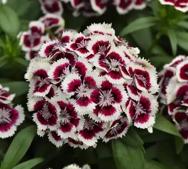 Гвоздика Дарт Красно-белая Пикоти - Dianthus Dart Red White Picotee, Dianthus barbatus - Фото №1