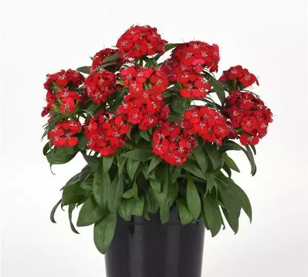 Гвоздика Дарт Алая - Dianthus Dart Scarlet, Dianthus barbatus - Фото №2