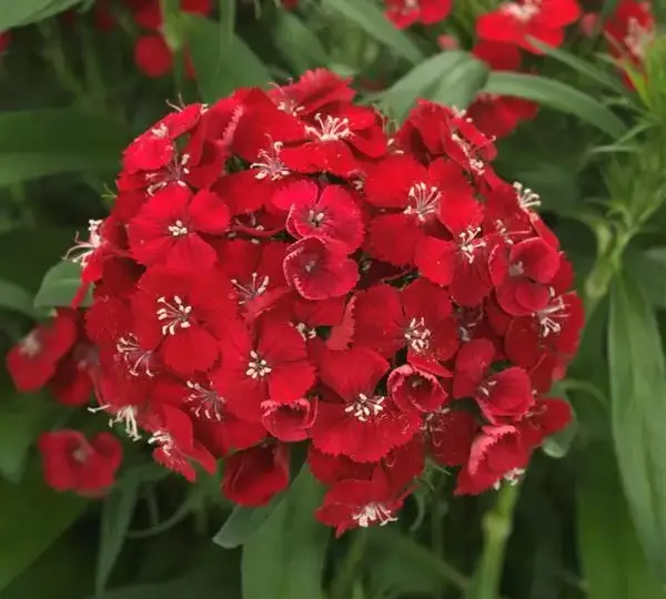 Гвоздика Дарт Алая - Dianthus Dart Scarlet, Dianthus barbatus - Фото №1