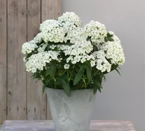 Гвоздика Дарт Белая - Dianthus Dart White, Dianthus barbatus - Фото №2