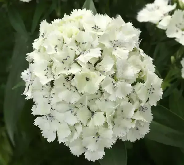 Гвоздика Дарт Белая - Dianthus Dart White, Dianthus barbatus - Фото №1