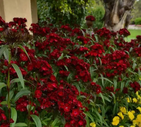 Гвоздика Дэш Малиновая - Dianthus Dash Crimson, Dianthus barbatus - Фото №2