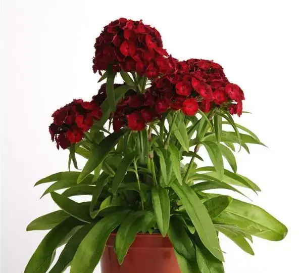 Гвоздика Дэш Малиновая - Dianthus Dash Crimson, Dianthus barbatus - Фото №3