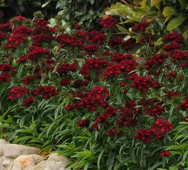 Гвоздика Дэш Малиновая - Dianthus Dash Crimson, Dianthus barbatus - Фото №4