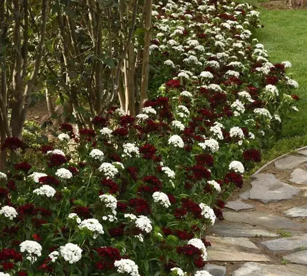 Гвоздика Дэш Малиновая - Dianthus Dash Crimson, Dianthus barbatus - Фото №5