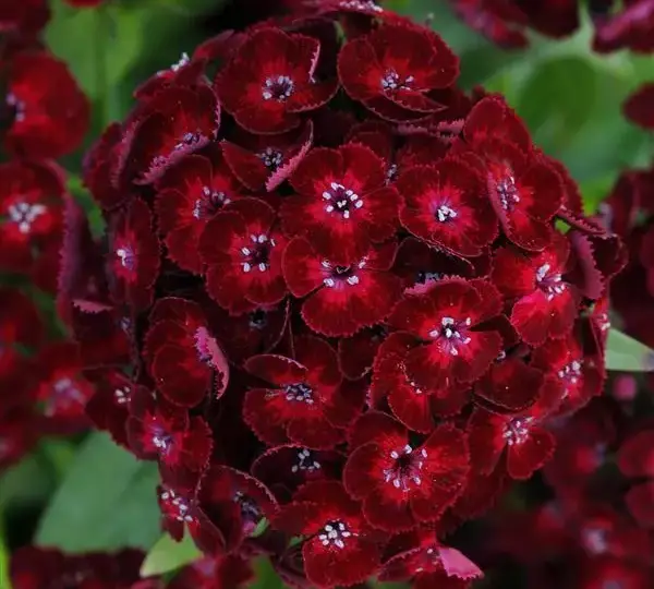 Гвоздика Дэш Малиновая - Dianthus Dash Crimson, Dianthus barbatus - Фото №1