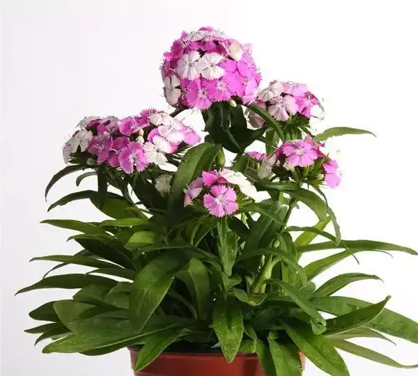 Гвоздика Дэш Фокусник - Dianthus Dash Magician, Dianthus barbatus - Фото №2
