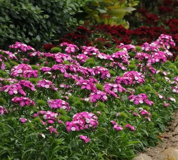 Гвоздика Дэш Фокусник - Dianthus Dash Magician, Dianthus barbatus - Фото №4
