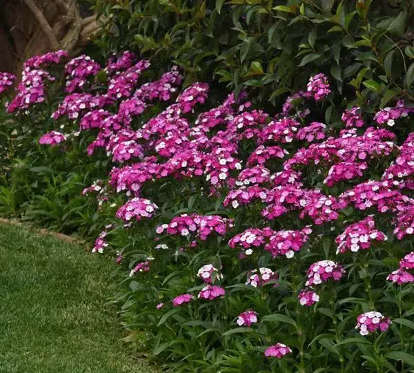 Гвоздика Дэш Фокусник - Dianthus Dash Magician, Dianthus barbatus - Фото №5
