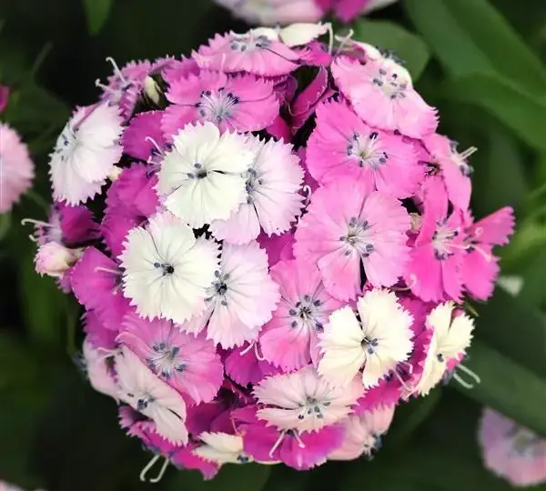 Гвоздика Дэш Фокусник - Dianthus Dash Magician, Dianthus barbatus - Фото №1