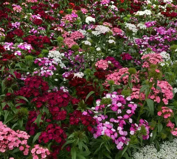 Гвоздика Дэш Смесь - Dianthus Dash Mixture, Dianthus barbatus - Фото №2