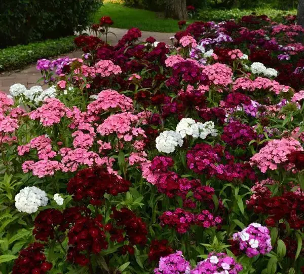 Гвоздика Дэш Смесь - Dianthus Dash Mixture, Dianthus barbatus - Фото №3