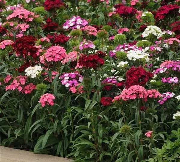 Гвоздика Дэш Смесь - Dianthus Dash Mixture, Dianthus barbatus - Фото №4