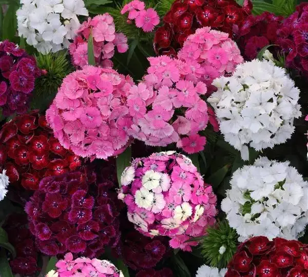 Гвоздика Дэш Смесь - Dianthus Dash Mixture, Dianthus barbatus - Фото №1