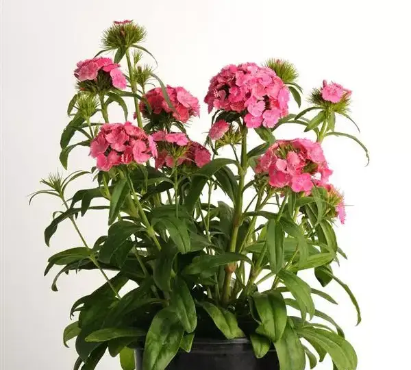 Гвоздика Дэш Розовая - Dianthus Dash Pink, Dianthus barbatus - Фото №2