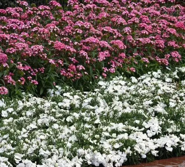 Гвоздика Дэш Розовая - Dianthus Dash Pink, Dianthus barbatus - Фото №3